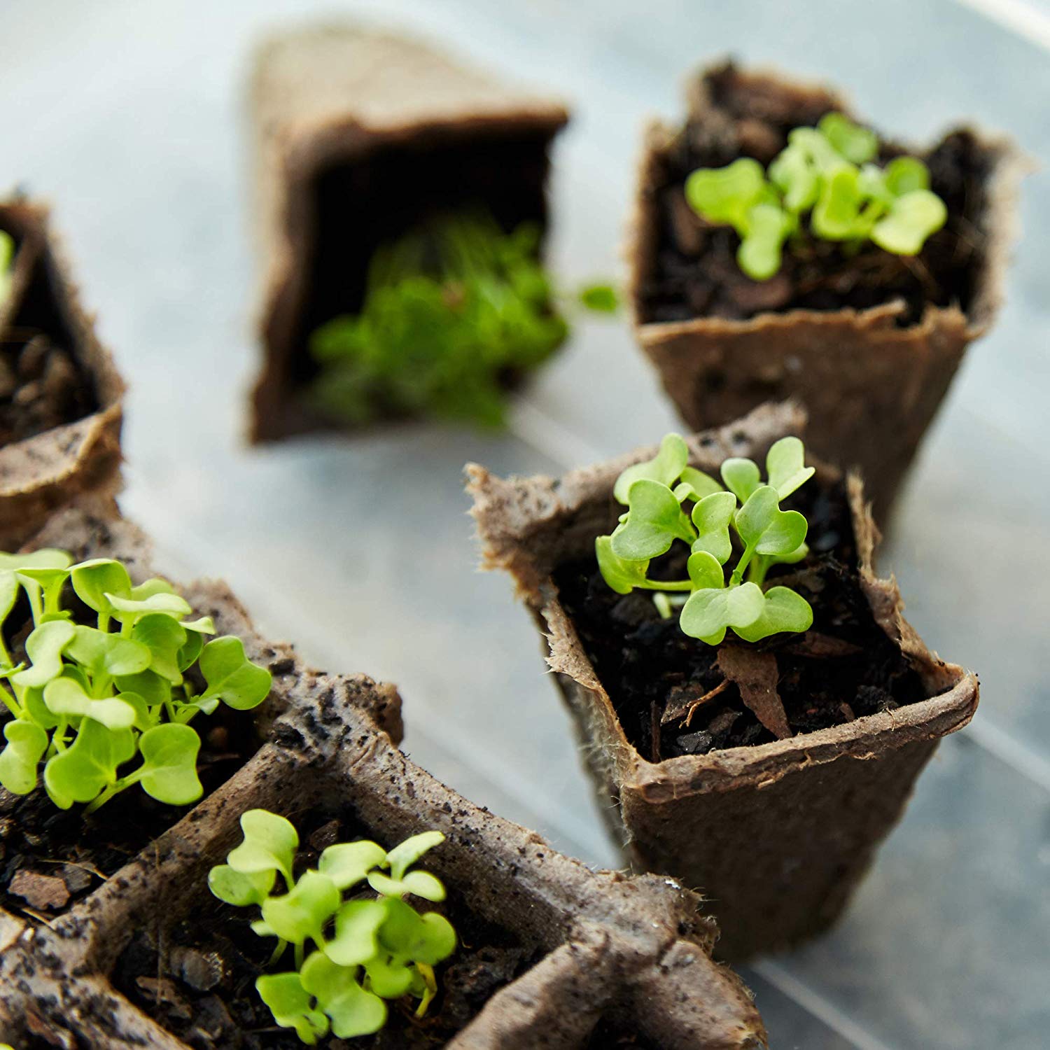 Square Paper Pots